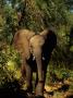 African Elephant In A Forest Setting by Beverly Joubert Limited Edition Print