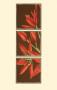 Regal Lily I by Jennifer Goldberger Limited Edition Pricing Art Print