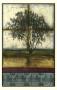 Lone Cypress I by Jennifer Goldberger Limited Edition Pricing Art Print