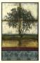 Lone Cypress I by Jennifer Goldberger Limited Edition Pricing Art Print