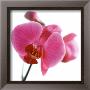 Pink Orchid by Cedric Porchez Limited Edition Print