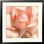 Pink Rose by Anna Scott Limited Edition Pricing Art Print