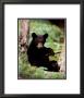 Black Bear Cub by Bill Lea Limited Edition Print