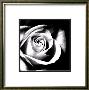 White Rose by Michael Banks Limited Edition Pricing Art Print