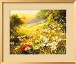 Evening Sun by Mary Dipnall Limited Edition Print