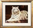 White Tiger Sitting by Ron Kimball Limited Edition Print