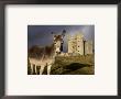 A Donkey Grazes In Front 17Th Century Monea Castle, County Fermanagh, Ulster, Northern Ireland by Andrew Mcconnell Limited Edition Print