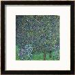 Roses Under The Trees, Circa 1905 by Gustav Klimt Limited Edition Print