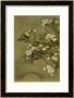 Pear Blossom And Moon by Yun Shou-P'ing Limited Edition Print