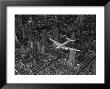 Aerial View Of A Dc-4 Passenger Plane Flying Over Midtown Manhattan by Margaret Bourke-White Limited Edition Print