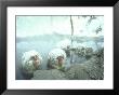 Japanese Macaques Sitting In Hot Spring In Shiga Mountains by Co Rentmeester Limited Edition Print