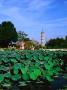 Lotus Pond In Front Of 22M High Thap Bac, Hanoi, Vietnam by Bill Wassman Limited Edition Print