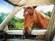 Wild Pony Sticking Its Head In Car Window, Bayberry Drive, Assateague Island State Park, Usa by Jeff Greenberg Limited Edition Print
