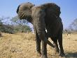 A Close View Of An African Elephant by Beverly Joubert Limited Edition Pricing Art Print