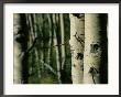 Close View Of Several Aspen Tree Trunks by Joel Sartore Limited Edition Print