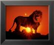 Lion At Sunset by Ron Kimball Limited Edition Print