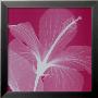 Silver Hibiscus by Steven N. Meyers Limited Edition Print