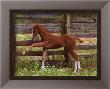 Colt by Sharon A. Eide Limited Edition Print