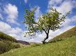 Hawthorn Tree Near The Hole Of Horcum, North Yorkshire Moors, Yorkshire, England, United Kingdom, E by Lizzie Shepherd Limited Edition Print