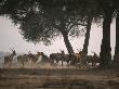 A Herd Of Antelope Running by Beverly Joubert Limited Edition Print