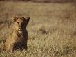 Young Subadult Male Lion In Savuti by Beverly Joubert Limited Edition Print
