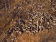 A Herd Of Plains Zebras Traveling In Chobe National Park by Beverly Joubert Limited Edition Print