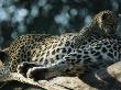 A Leopard Cub, Panthera Pardus, Crawls Over Its Resting Mother by Beverly Joubert Limited Edition Print