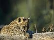 A Leopard Cub, Panthera Pardus, Explores Its World by Beverly Joubert Limited Edition Print