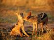 Jackals Grooming by Beverly Joubert Limited Edition Pricing Art Print
