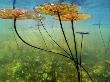 Water Lilies, Okavango Delta, Botswana by Frans Lanting Limited Edition Print