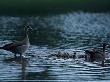 Egyptian Geese With Young by Beverly Joubert Limited Edition Pricing Art Print