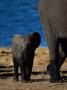 Baby African Elephant With Parent by Beverly Joubert Limited Edition Print