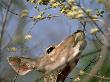 Antelope Eating Tree Buds by Beverly Joubert Limited Edition Print