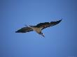 A Marabou Stork In Flight by Beverly Joubert Limited Edition Print