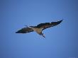 A Marabou Stork In Flight by Beverly Joubert Limited Edition Pricing Art Print