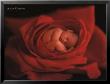 Jake In Red Rose by Anne Geddes Limited Edition Print