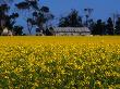 Canola Field With Shed And Farm House, Victoria, Australia by Bernard Napthine Limited Edition Print