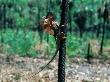 Frill-Necked Lizard (Chlamydosaurus Kingi) Hugging Tree., Australia by David Curl Limited Edition Print