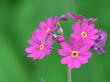 Birds Eye Primrose, Flowers, Estonia by Niall Benvie Limited Edition Print