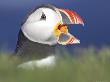 Atlantic Puffin, Close-Up Of Adult Calling, Iceland by Mark Hamblin Limited Edition Print