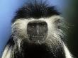 Black And White Colobus Monkey by Brian Kenney Limited Edition Pricing Art Print