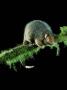 Common Ringtail Possum, Lamington National Park, Australia by Lloyd Nielsen Limited Edition Print