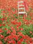 Field Of Papaver (Poppy) With Pale Green Chair & Red Spotted Scarf From The Country Weekend Book by Linda Burgess Limited Edition Pricing Art Print