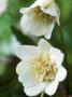 Anemone Nemorosa (Vestal) by Chris Burrows Limited Edition Pricing Art Print