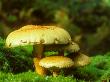 Honey Fungus, Armillaria Mellea by David Boag Limited Edition Print