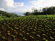 Crops, Baie Topaze, Mauritius by Roger De La Harpe Limited Edition Print