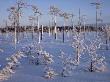 Pine Trees, Covered In Snow, East Finland by Heikki Nikki Limited Edition Print