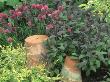 Herb Garden With Plant Pots, Allium And Salvia by Linda Burgess Limited Edition Print