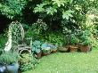 Wicker Arm Chair & Terracotta Containers, Hosta, Santolina, Strawberry, Digitalis by Linda Burgess Limited Edition Print