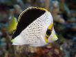 Tinkers Butterflyfish, Hawaii by David B. Fleetham Limited Edition Pricing Art Print